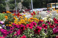 Площадь городских цветников увеличилась на 3 тысячи кв. метров