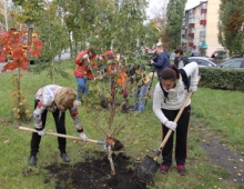 Продолжаются осенние работы по озеленению города