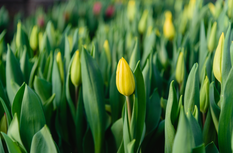 Жёлтые, оранжевые, белые, фиолетовые – к женскому празднику «Зеленхоз» вырастил 18,5 тысяч тюльпанов
