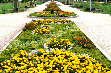 Площадь цветников в Липецке планируют увеличить на четверть