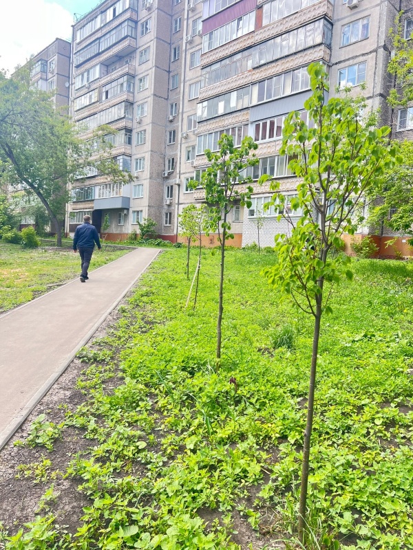 Неделя с депутатами горсовета: деревья на месте, дорожки — почти, а соседи на подходе