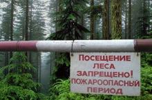 Пребывание граждан в городских лесах ограничено до 24 мая